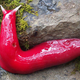 Image for article titled 12 More Real Animals We Can’t Believe Aren't Pokémon